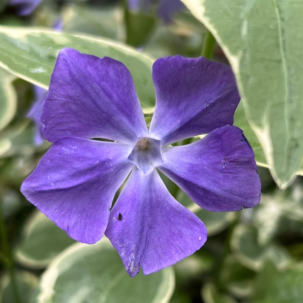 Meet your Posher, Lucille